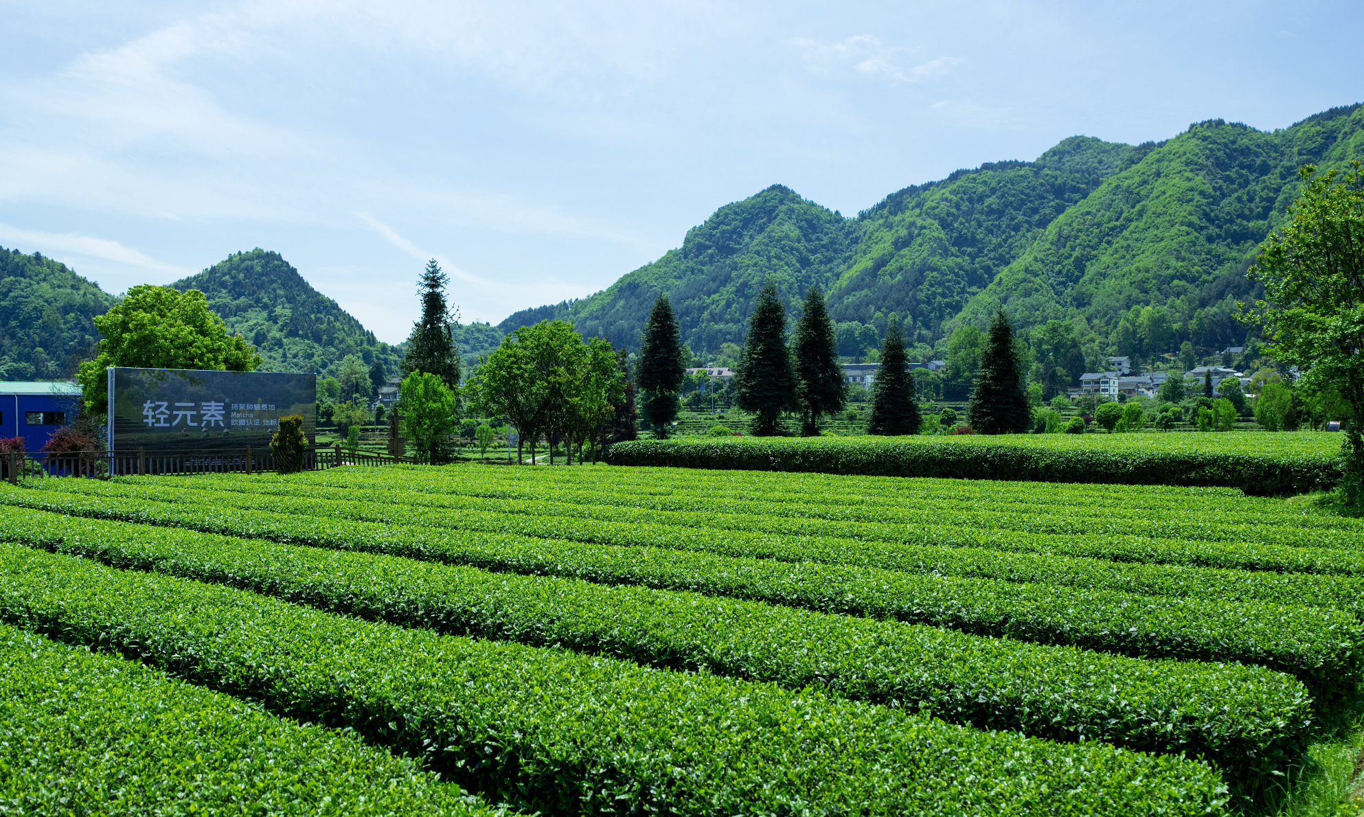 Fenggang tea base with green tea rows and mountains